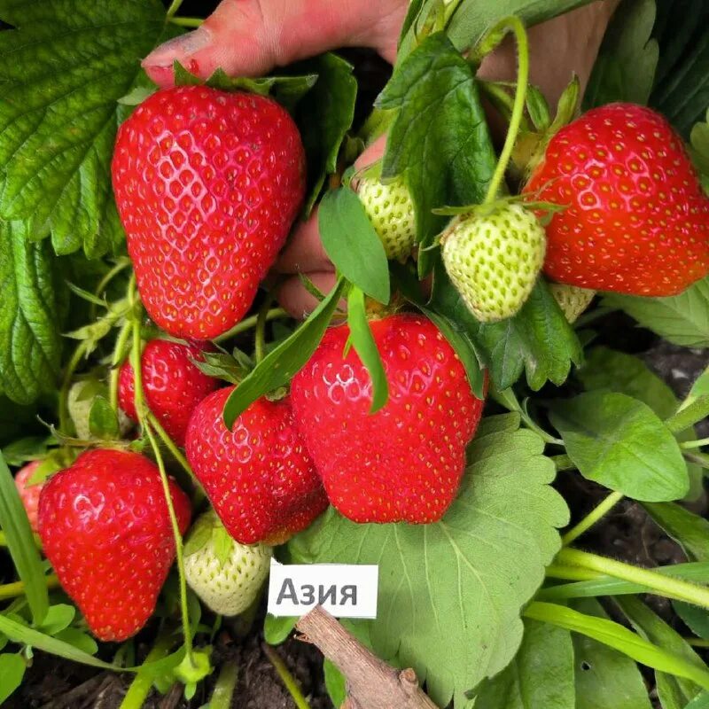 Сарсад голубевых. Александр иванович астахов селекционер. Питомник голубевых. Сарсад голубевых. Селекционный питомник голубевых.