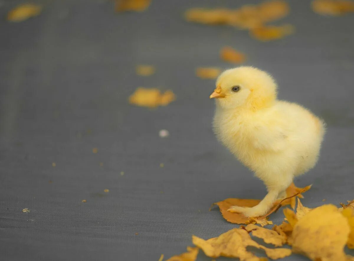 Голубые цыплята. Цыпленок живой. Красивый желтый цыпленок. Милый цыпленок.