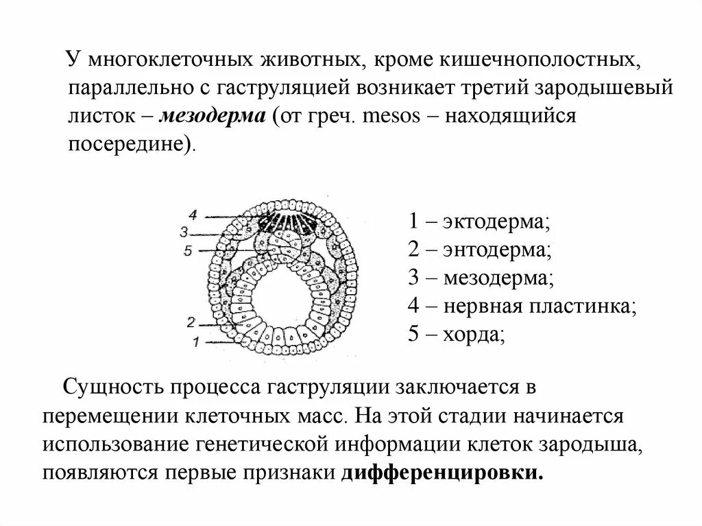 Какой зародышевый листок формируется на стадии. Онтогенез зародышевые листки таблица. Индивидуальное развитие организма зародышевые листки. Органогенез рисунок с подписями. Зародышевые листки и их производные.