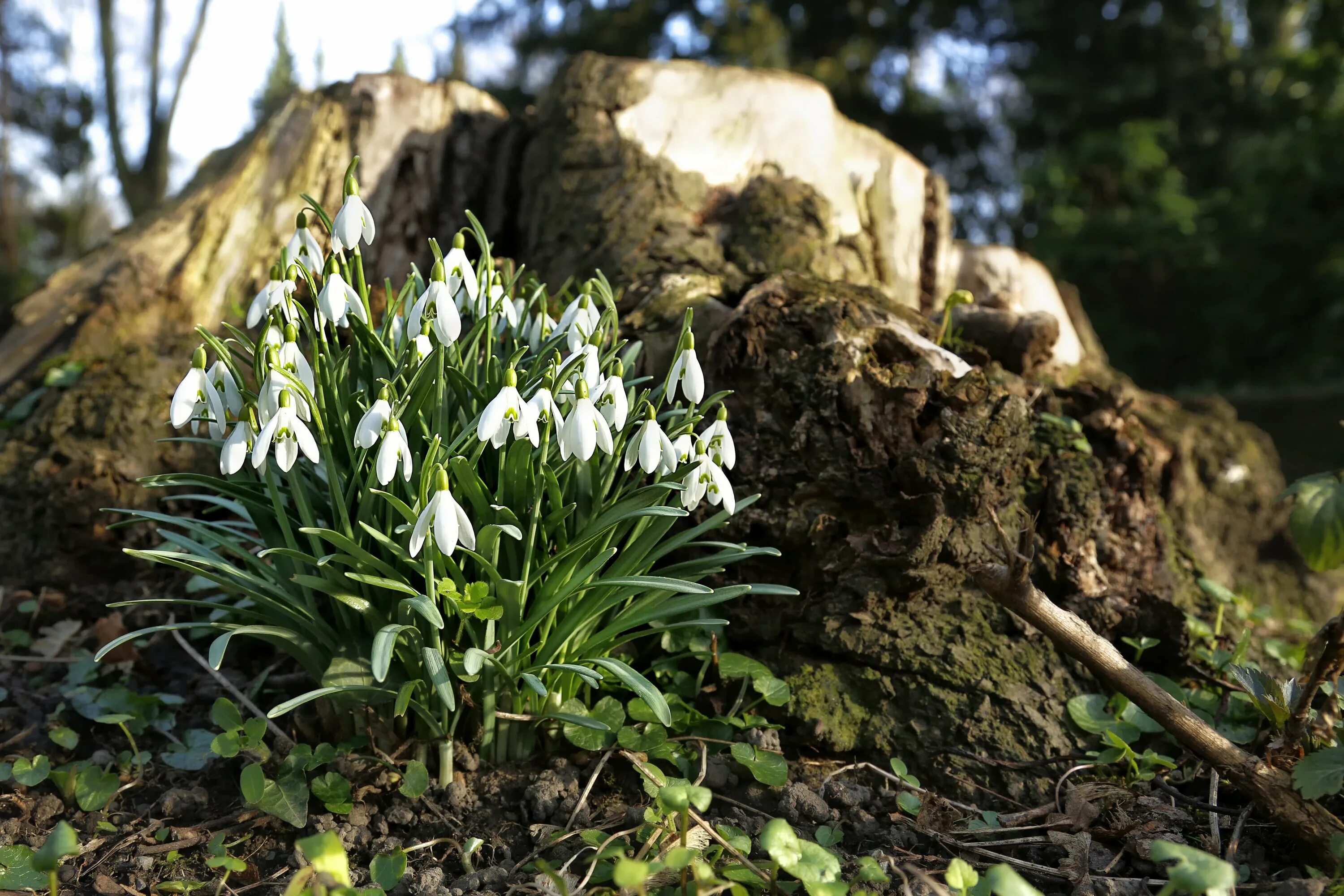 Первоцвет весенний примула весенняя. Первоцветы и раннецветущие. Пушкиния пролесковидная. Первоцветы пролеска сибирская. Примула лесная первоцвет.