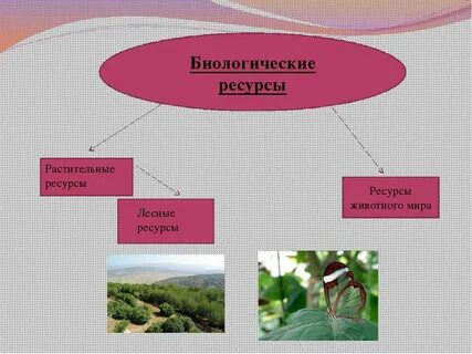 Характеристика биологических природных ресурсов