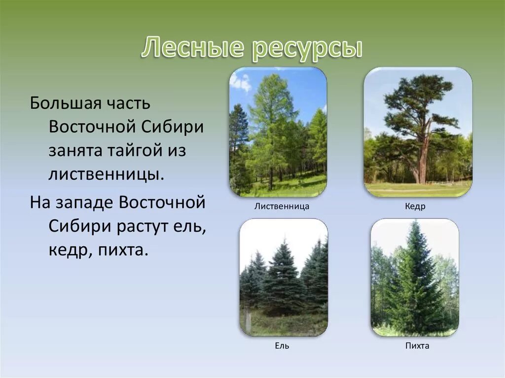 Лесные ресурсы сибири