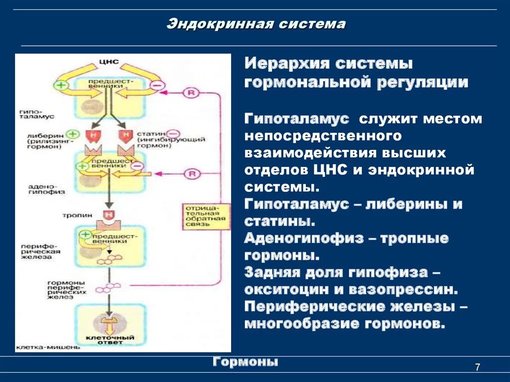 Анализы цнс. Иерархия системы гормональной регуляции. Регуляция желез внутренней секреции схема. Схема роль эндокринной регуляции. Механизм регуляции желез внутренней секреции.