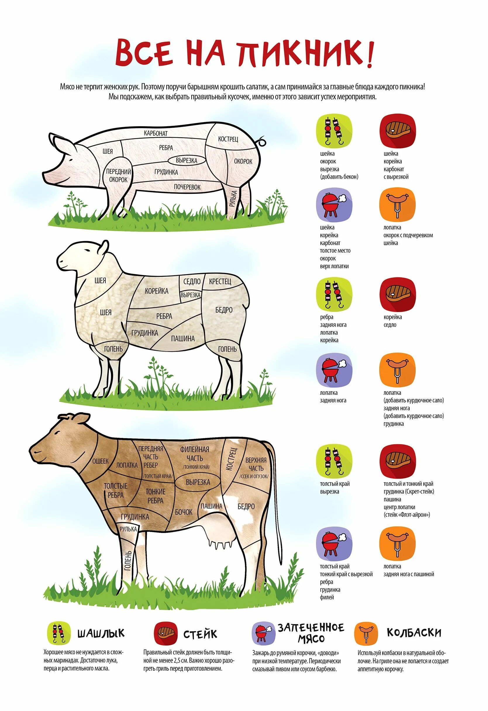 Мясо для шашлыка инфографика. Как выбрать мясо. Как правильно выбрать мясо. Как выбирать мясо инфографика.