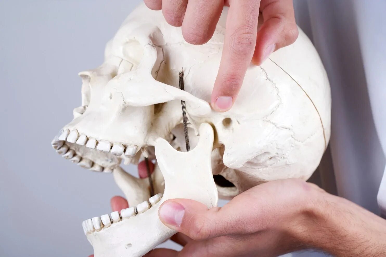 ВНЧС кости. Нижняя челюсть с черепом подвижные