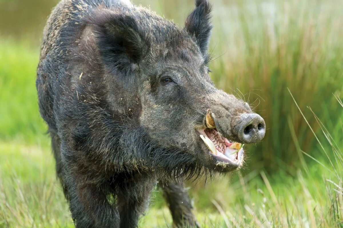 Hog перевод. Вепрь секач. Кабан Вепрь секач. Дикий кабан секач Вепрь. Кабан (sus scrofa l.).