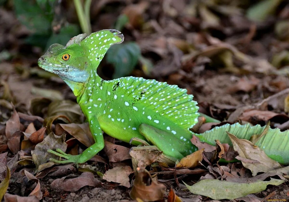 Пресмыкающиеся прыткая ящерица. Плоскохвостая фельзума. Фельзума мадагаскарская. Крымский тритон ящерица. Ящерица геккон.