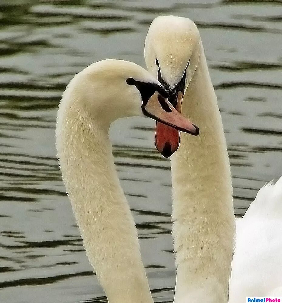 Лев картинки. Львиный прайд. Парочки животных. Парочки животных. Парочки животных.