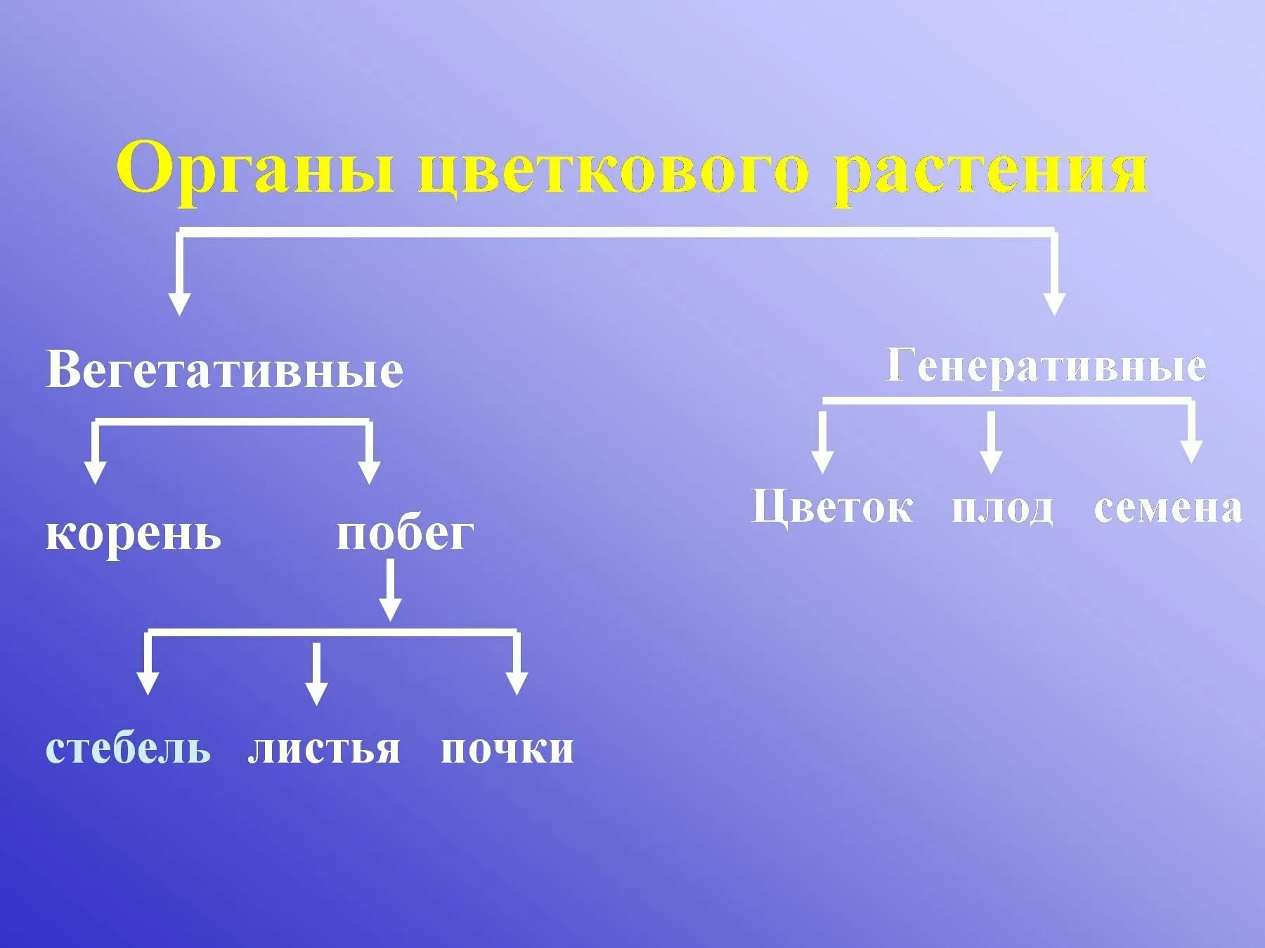 Органы цветкового растения. Вегетативные органы цветковых растений. Вегетативные органы цветкового растения. Строение вегетативных и генеративных органов растений. Установите соответствие вегетативные органы генеративные органы