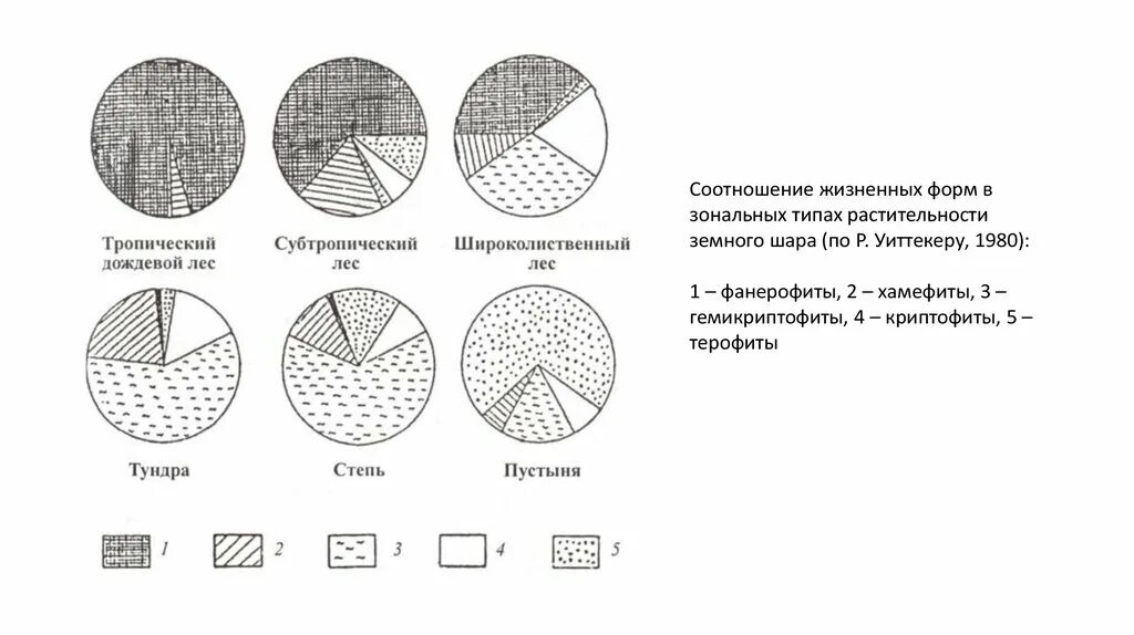 Соотношение разных жизненных форм по системе Раункиера. Индикационная геоботаника. Процентное соотношение жизненных форм растений. Закономерность размещения растительного покрова на земном шаре