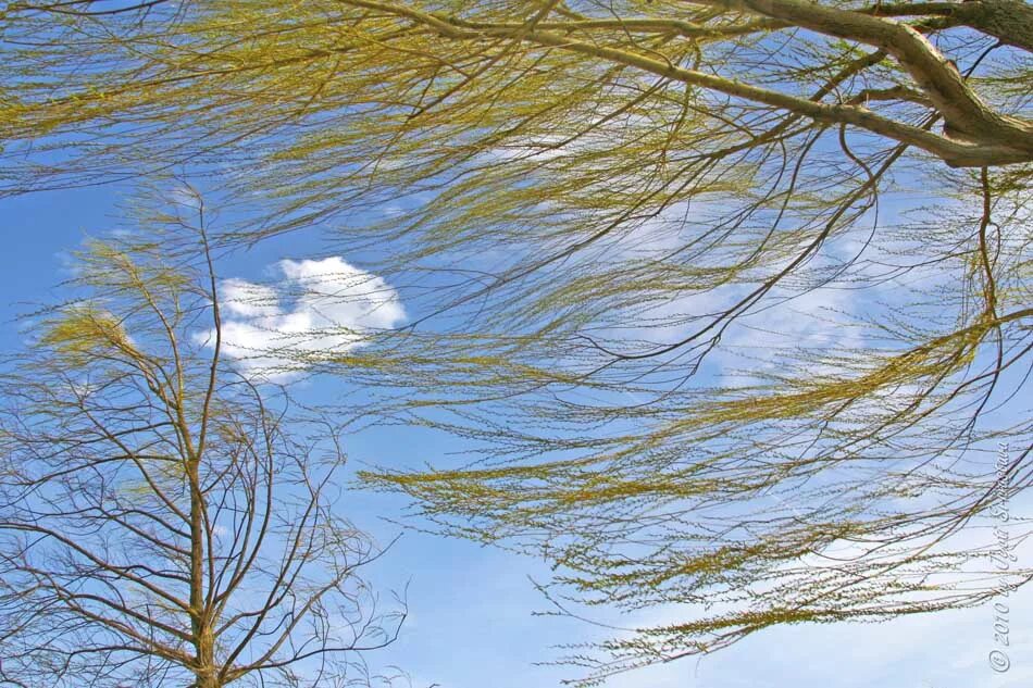 Spring wind