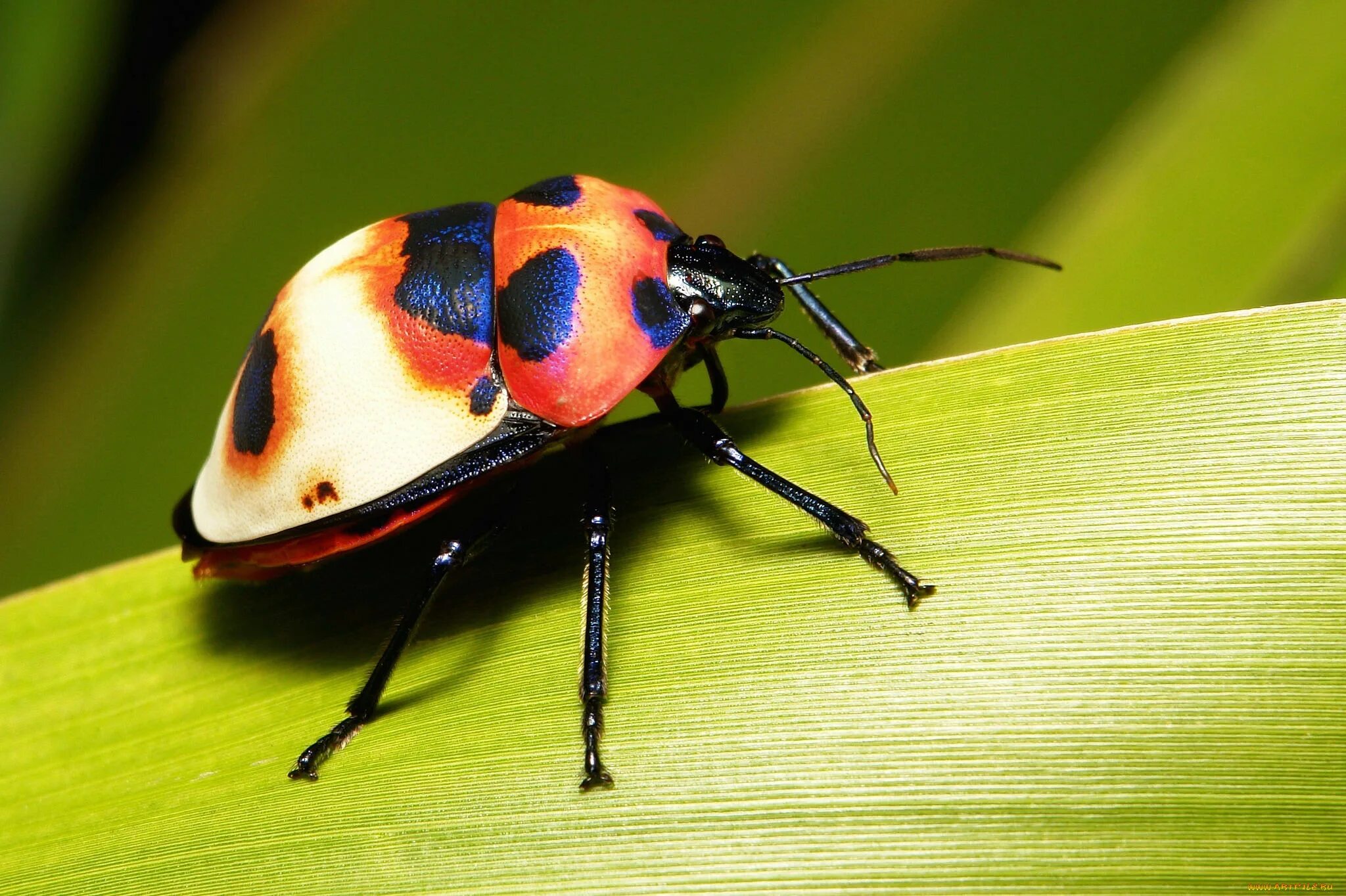 Жук олень из пластилина. Кожеед шубный - attagenus pellio. Жук домашнее животное. Жук домашнее животное. Как выглядит жук олень.