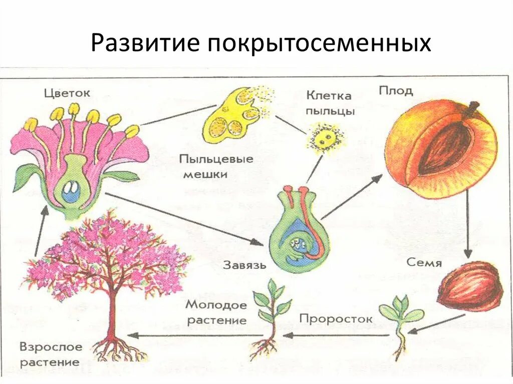 Сколько покрытосеменных. Отдел покрытосеменных (цветковых)растений. Строение цветковых покрытосеменных растений. Органы покрытосеменных растений схема. Цикл размножения покрытосеменных растений ЕГЭ.