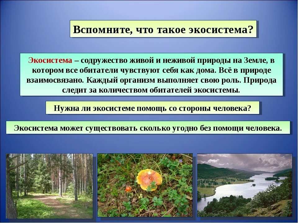 Производители органического вещества в еловом лесу. Экосистема. Экологическая система экосистема. Презентация на тему ЭКОСИСТЕМС. Экосистема презентация.