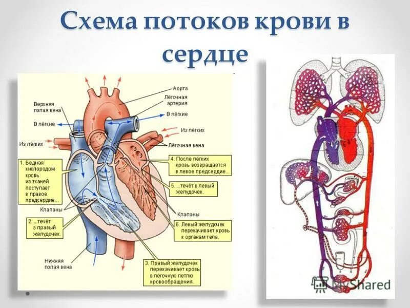 От левого предсердия к легким. Строение сердца и ток крови. Схема потоков крови в сердце. Схема тока крови по сердцу. Анатомическое строение сердца человека циркуляция крови.