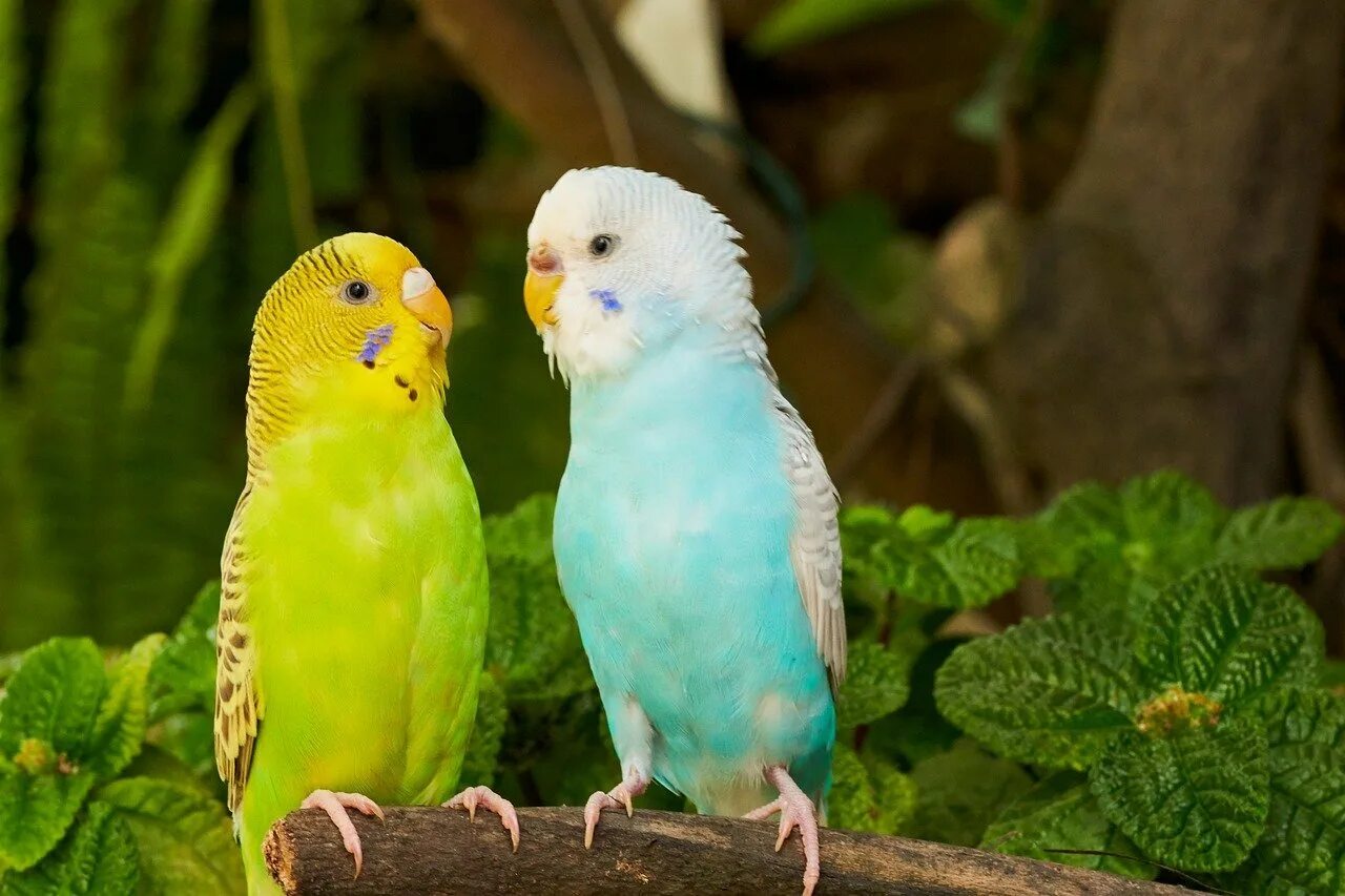 Волнистый попугай. Волнистый попугай Budgie. Волнистый попугайчик голубой с желтым. Кудрявый волнистый попугай.