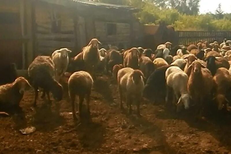 Купить алтайских овец. Овцеводство в Алтайском крае. Хозяин овцы в загоне. Бараны Каменский район.