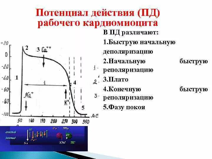 Типичный кардиомиоцит потенциал