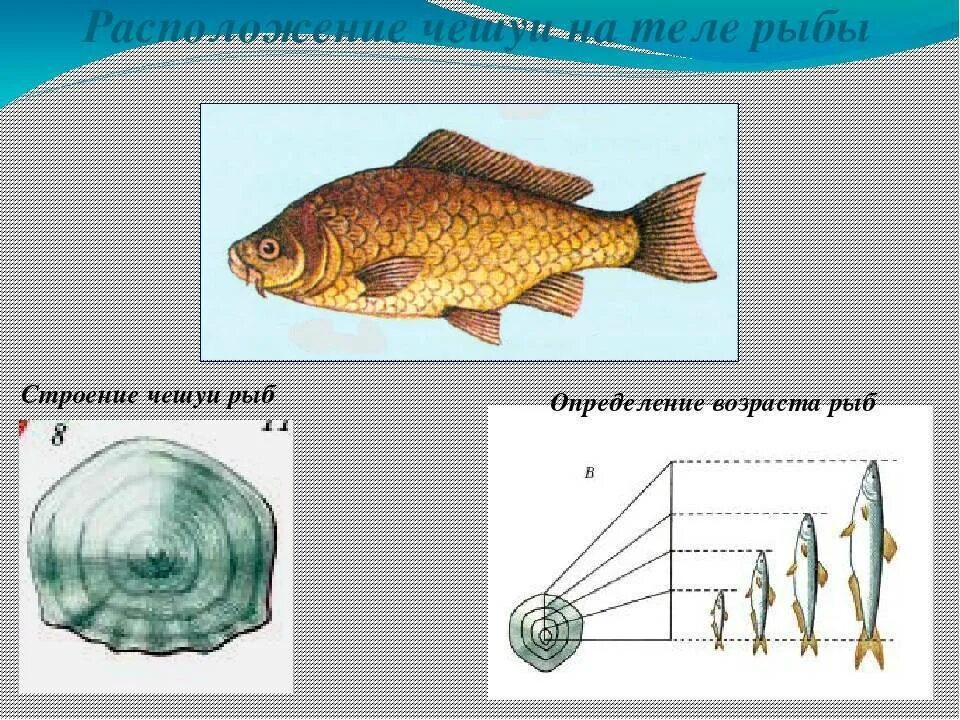 Биология про рыб 7 класс. Определить Возраст рыбы по чешуе. Определение возраста рыб. Как определяют Возраст РЫБЮ?. Как определить Возраст рыбы.
