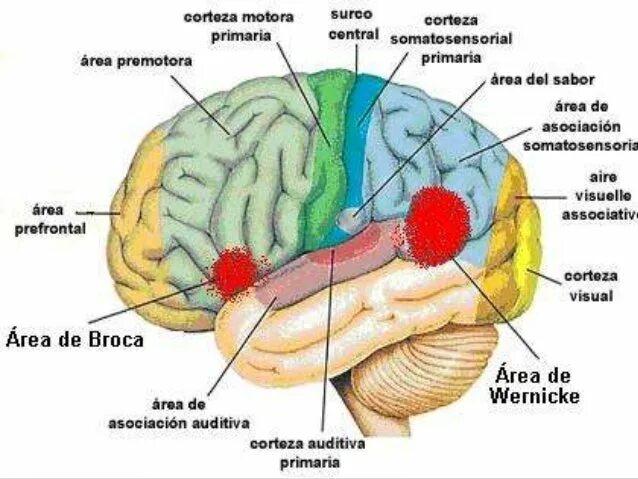 Area de. Broca's area. Wernicke area. Broca and Wernicke. Broca s area and Wernicke s area.