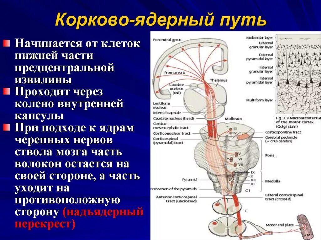 Какие ядра в черепных нервах. Двигательный пирамидный корково-ядерный путь. Двигательный пирамидный путь схема. Поражён двигательный пирамидный корково-ядерный путь. Корково мышечный путь.