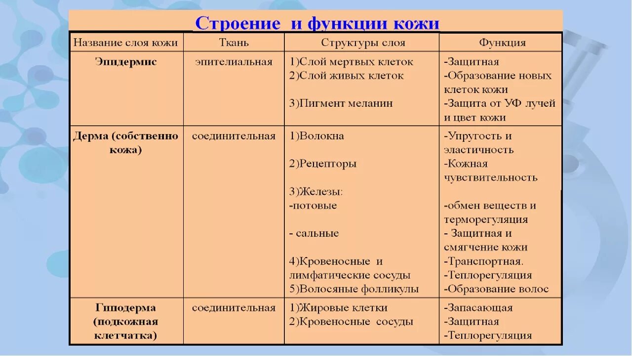 Функции кожи таблица 8 класс биология