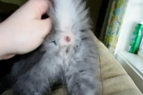 Отличить котенка мальчика от девочки 1 месяц