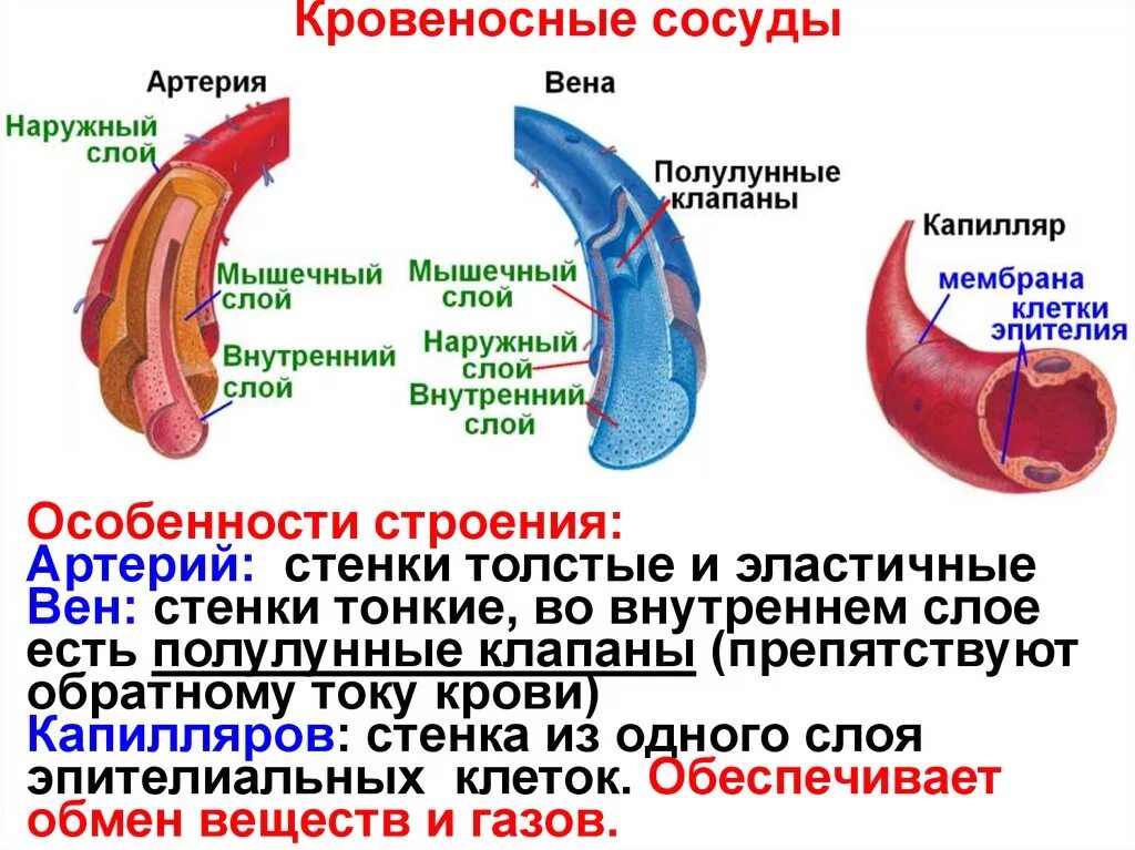 Строение и функции кровеносных сосудов таблица. Особенности строения кровеносных сосудов таблица. Строение кровеносных сосудов артерии вены. Особенности в строении сосудов артерии вены капилляры. Артерии и вены определение