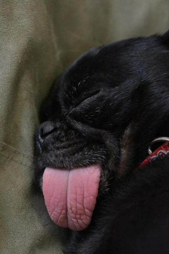 Спать с высунутым языком. Собака с высунутым языком. Черная собака с высунутым языком.