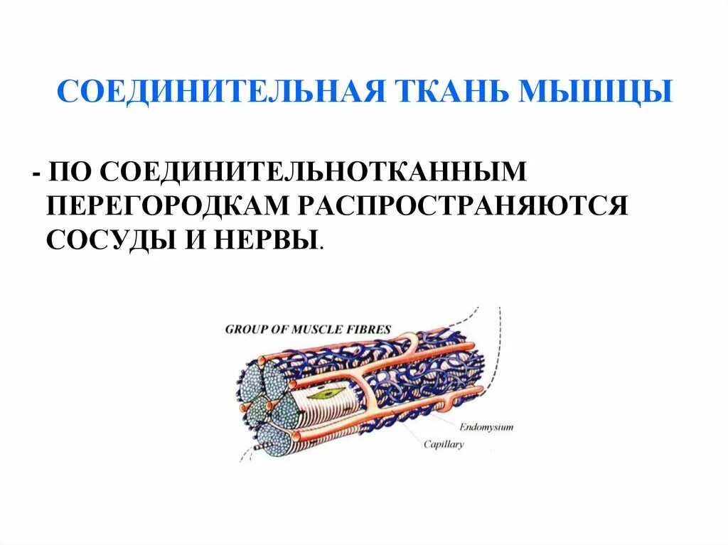 Функция соединительной ткани в мышцах. Соединительная ткань мышцы. Классификация мышечной ткани. Соединительнотканная перегородка мышцы. Соединительнотканная оболочка мышцы.