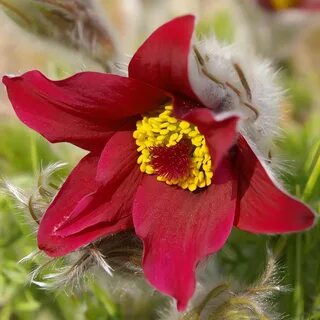 Red bells