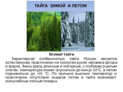 Климат тайги 4 класс окружающий мир