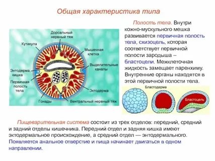 Первичная полость тела функции