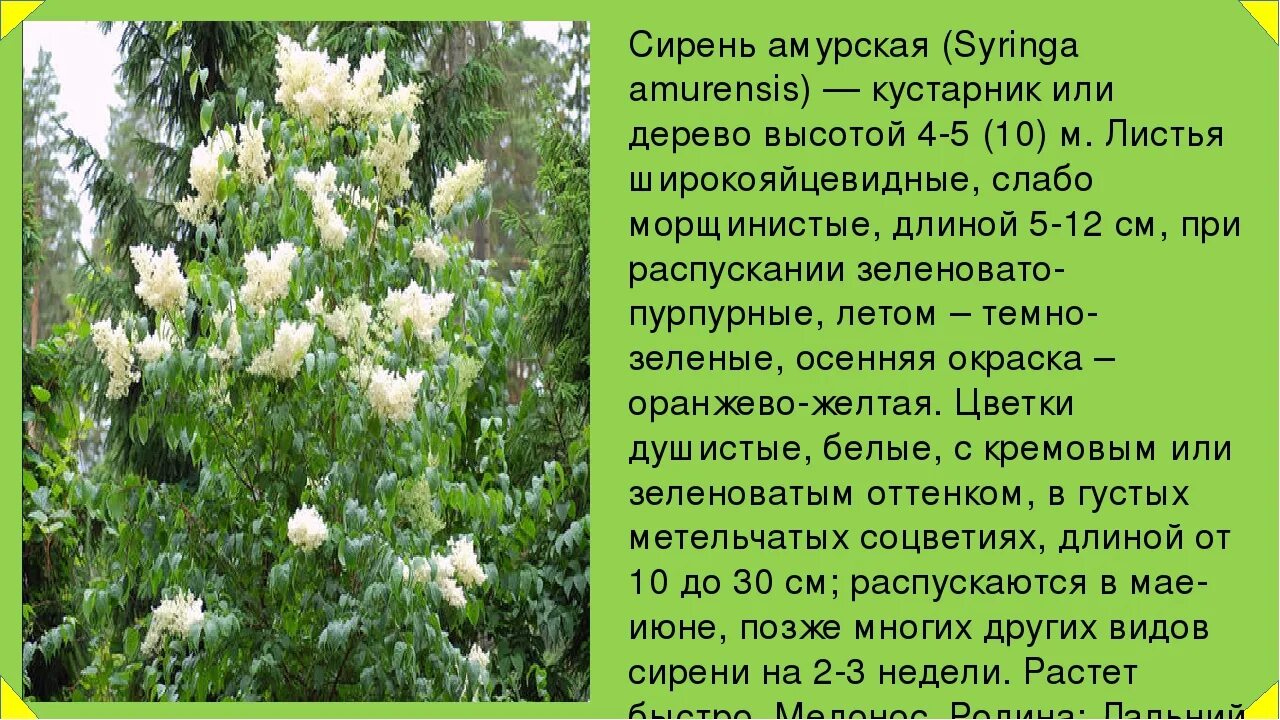 Кустами в ответ