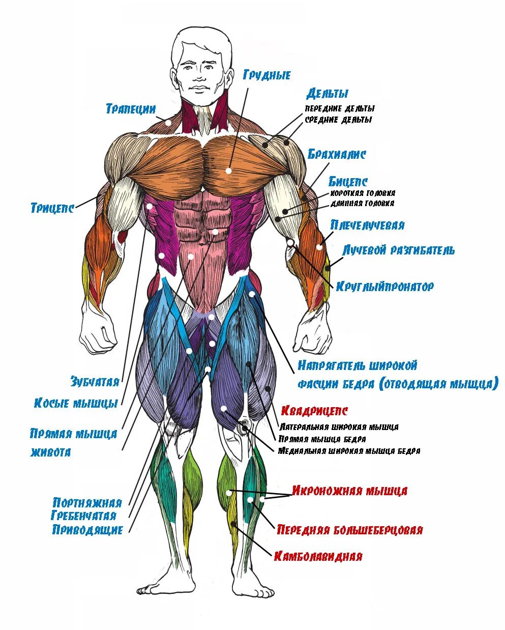 Какое количество мышц у человека. Строение мышц бодибилдинг. Строение мышц человека вид сбоку. Анатомическое строение человека мышцы. Название мышц человека в бодибилдинге.