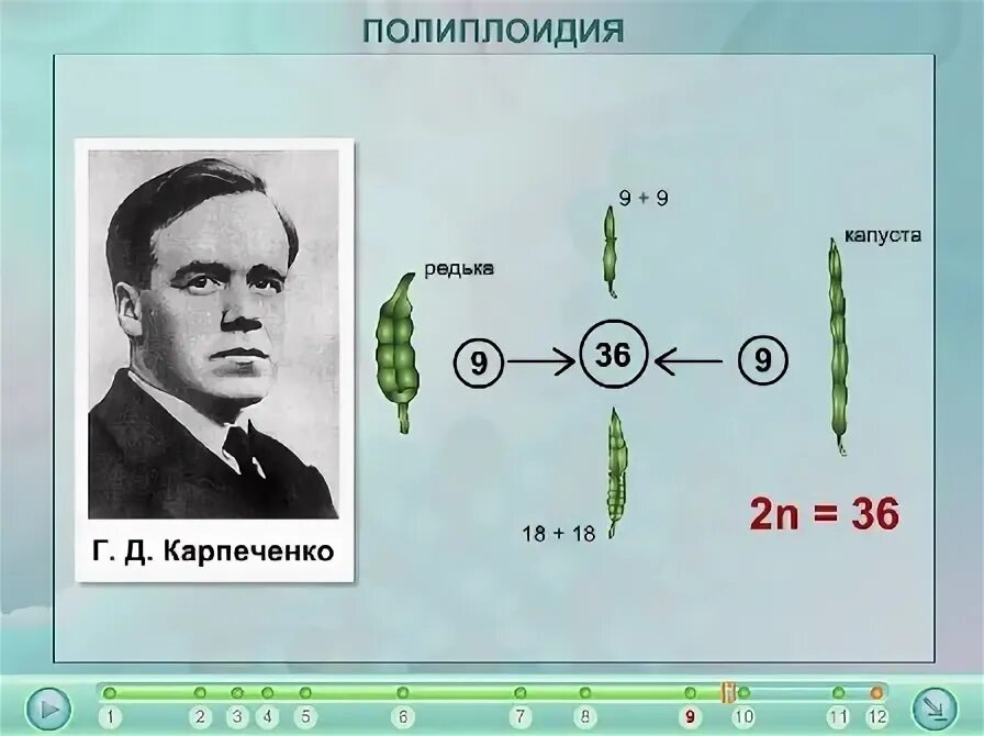 Карпеченко капустно редечный гибрид