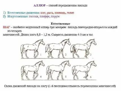 Способ бега лошади букв