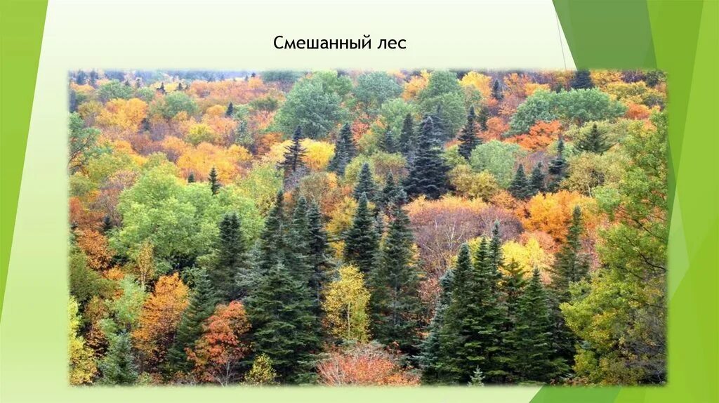 Прочее смешанный. Ярусы широколиственных лесов России. Лес хвойный Лиственный смешанный. Смешанный лес для дошкольников. Смешанные леса 4 класс.