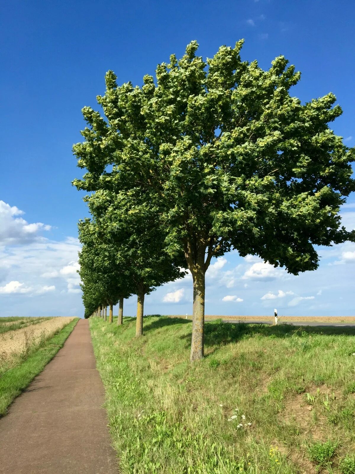 Фото деревьев лето. Акасии деревя. Деревья летом. Дуб куст. Плоское дерево.