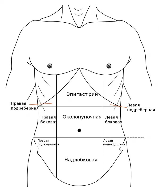 Почему болит с правой стороны под ребрами. Отделы живота человека схема. Схема деления брюшной полости на области человека. Анатомические области живота человека. Схема брюшной полости живота.