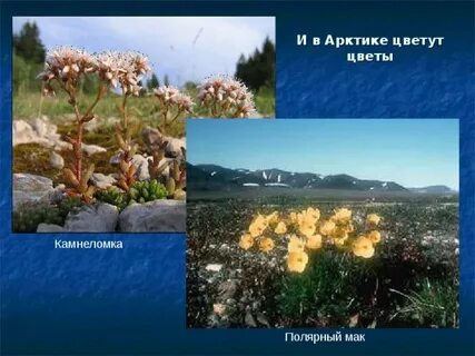 Полярный мак сообщение 4 класс
