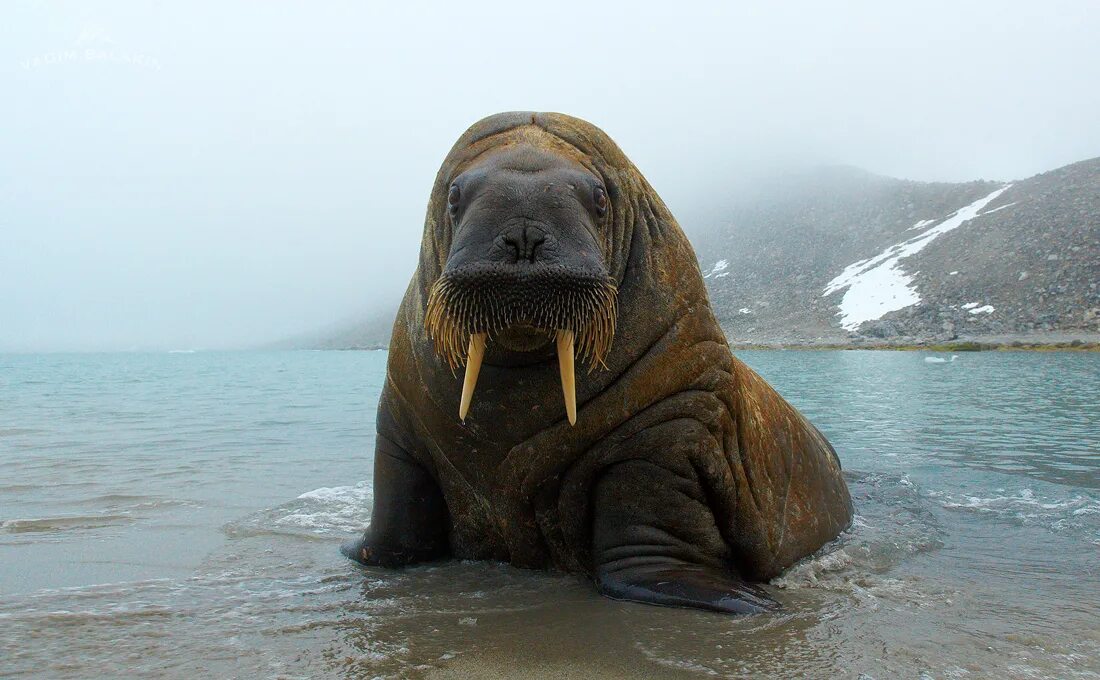 Моржи в тундре. Атлантический морж. Норвегия Шпицберген моржи. Морж в Арктике. Морж фото.