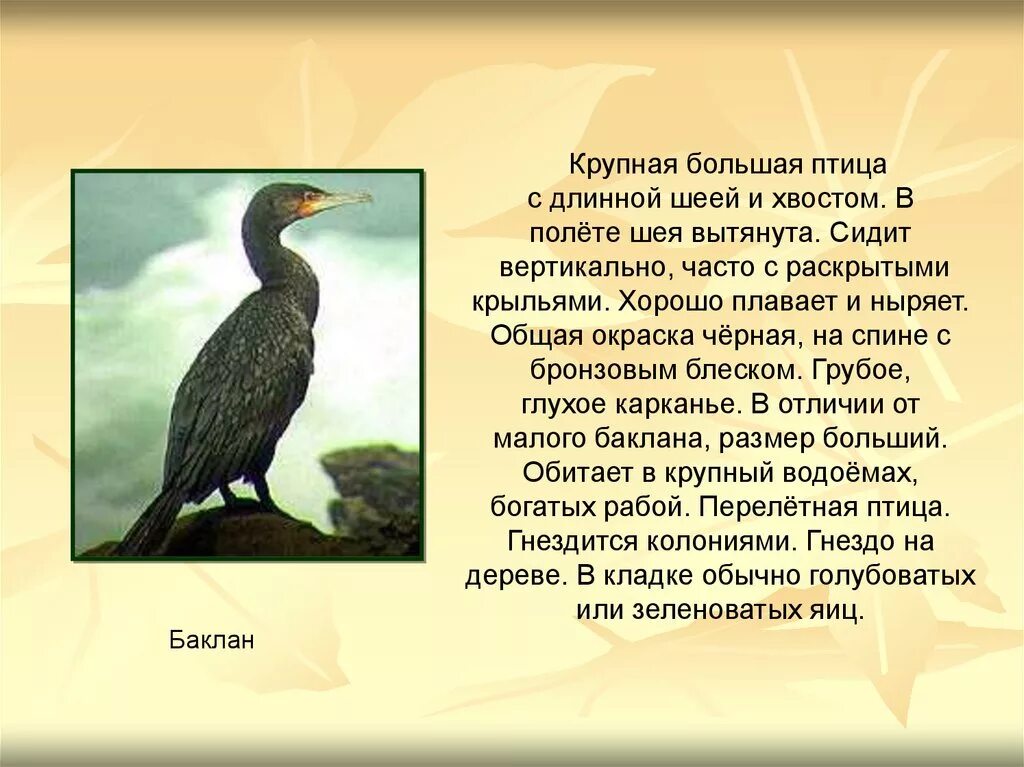 Астраханский заповедник основные объекты охраны. Птица с длинной шеей. Птицы с длинной шеей название. Птица с вытянутой шеей. Птицы с длинной шеей в России.