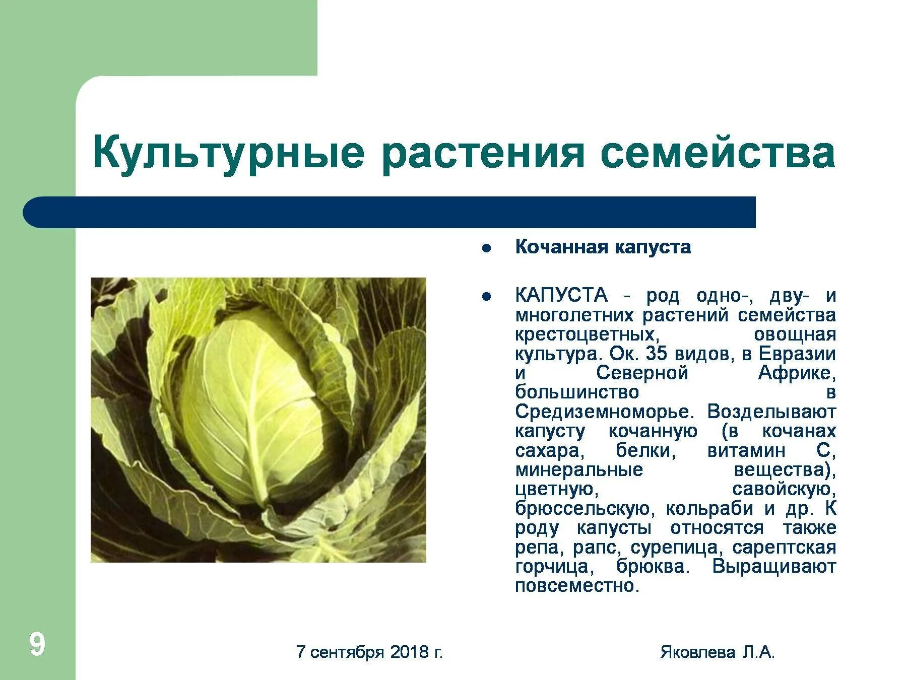 Капустные овощи таблица. А. капуста, сем крестоцветные. Проект на тему семейство крестоцветных 6 класс. Семейство крестоцветные капуста кольраби. Культурные растения семейства крестоцветных капустные.