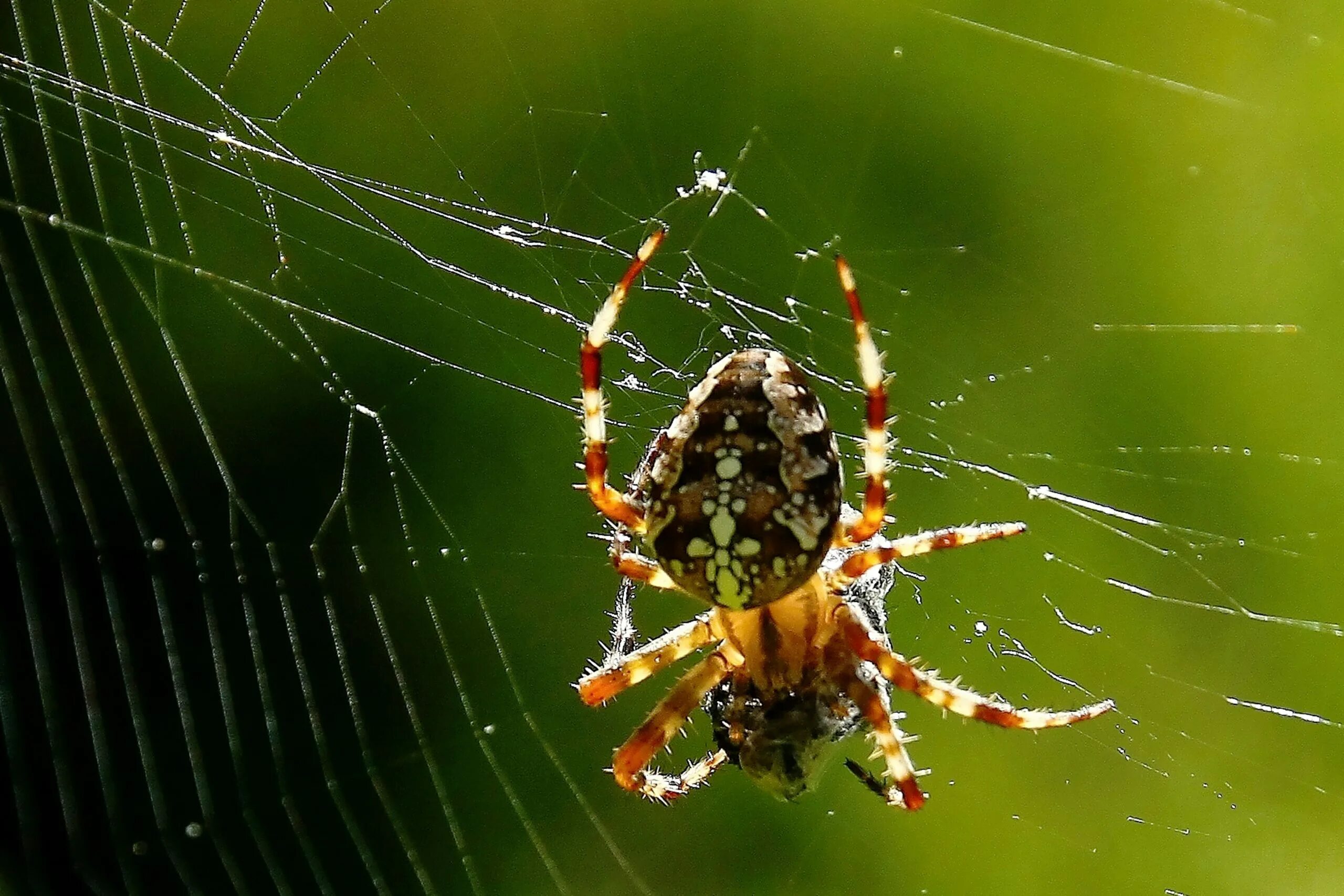 Паук крестовик Дальневосточный. Паук Мизгирь крестовик. Araneus diadematus паук крестовик. Паук Аргиопа паутина. Про паукообразное