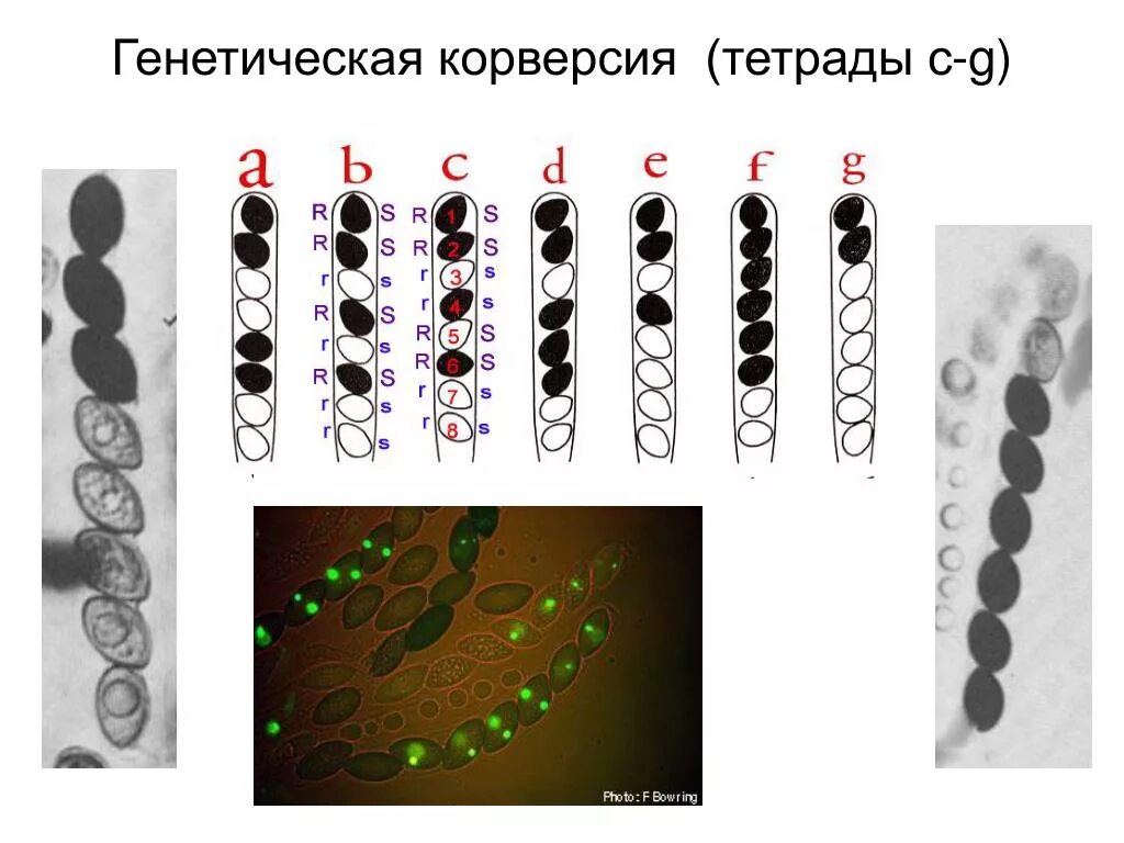 Тетрада (генетика). Тетрада это в генетике. Тетрада хромосом. Что такое Тетрада в кроссинговере.