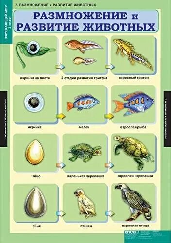 Размножение и развитие животных 3 класс окружающий мир. Размножение и развитие животных 3 класс окружающий мир Плешаков. Модель по окружающему миру 3 класс модель развития животных. Модель размножение и развитие животных 3 класс.