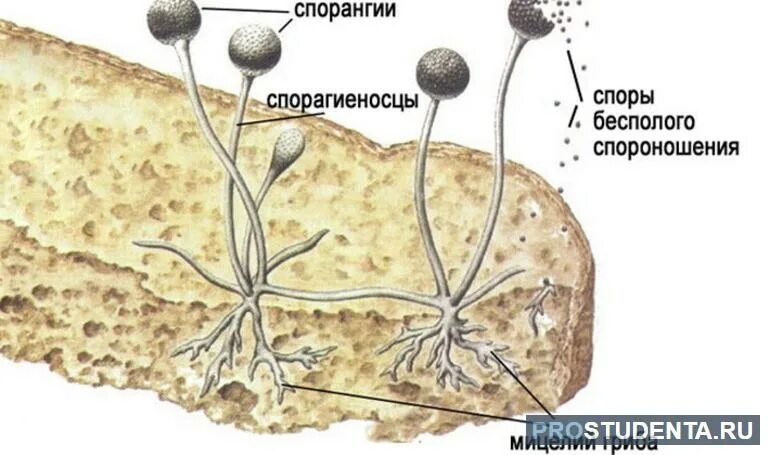 Мукор тело. Мицелий гриба мукор. Мицелий плесневого гриба строение. Строение мицелия мукора под микроскопом. Мукор микрофотография.