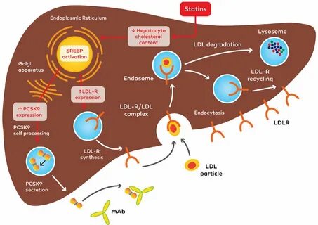 Ингибиторы pcsk9