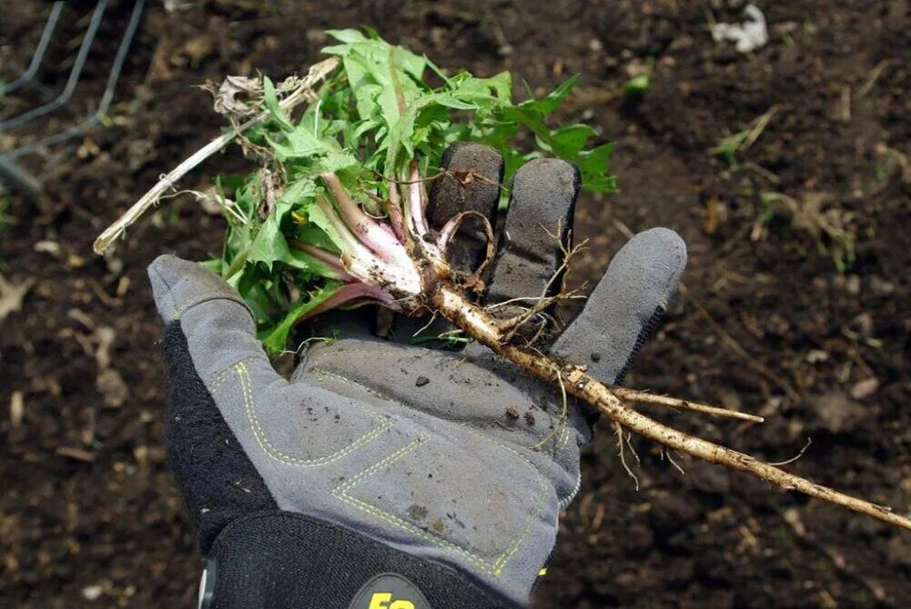 Осот огородный сорняк. Как избавиться от одуванчиков на даче. Прополол от одуванчиков. Борьба с сорняками. Уничтожение сорняков.